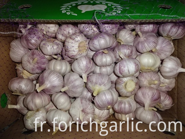 Normal White Garlic